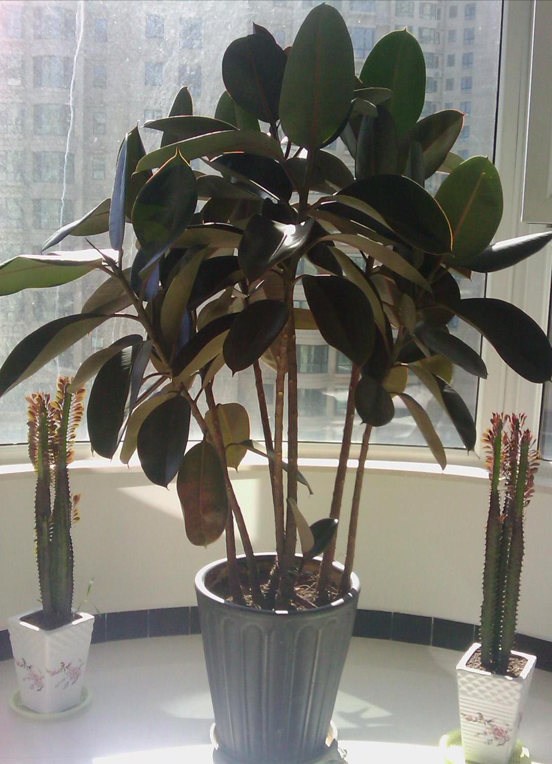 客厅养什么花最好最招财,客厅养什么花好看旺财