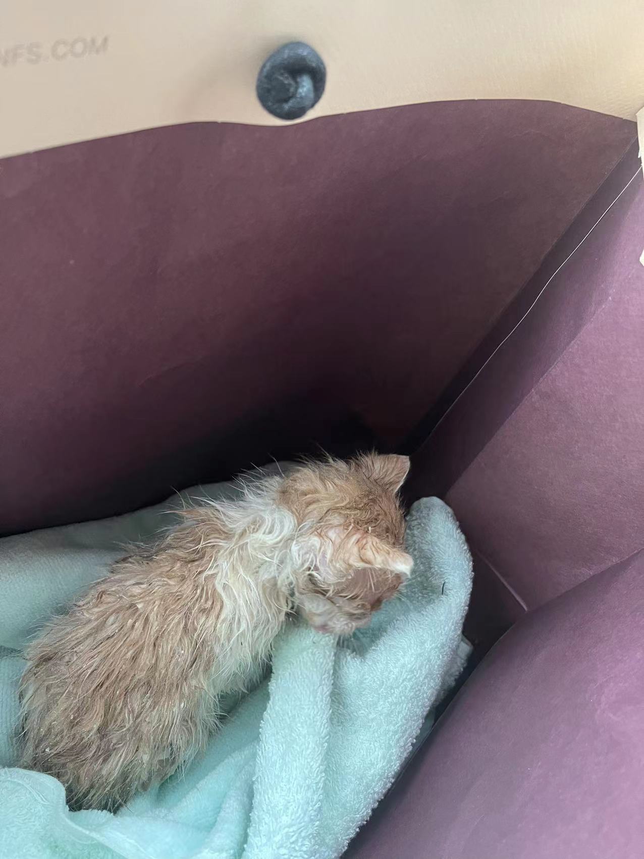 小猫被粘鼠板粘住的视频,被粘鼠板粘住的小猫