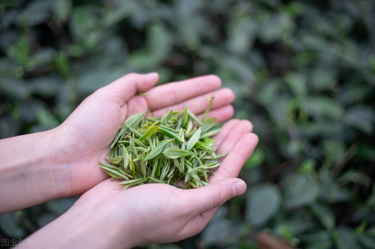 何为绿茶音乐,何为绿茶什么意思