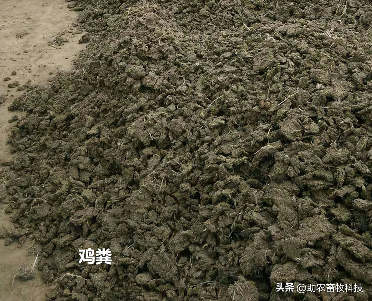 复合肥鸡粪肥,粪制肥料