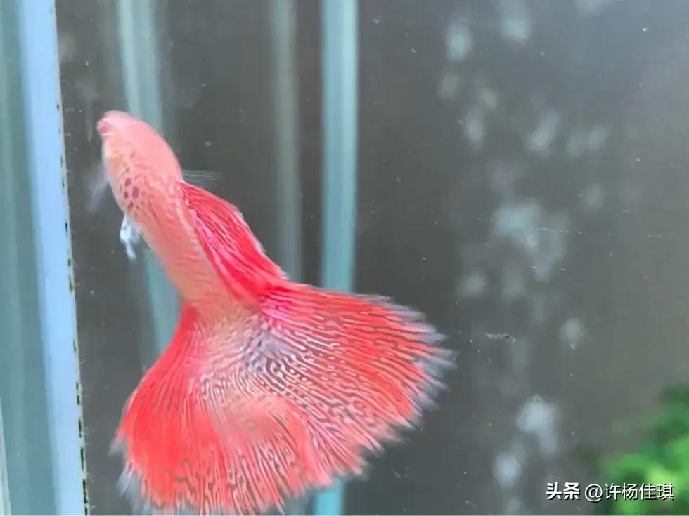 孔雀鱼品种详细介绍大全附图,最能繁殖的孔雀鱼是哪种品种