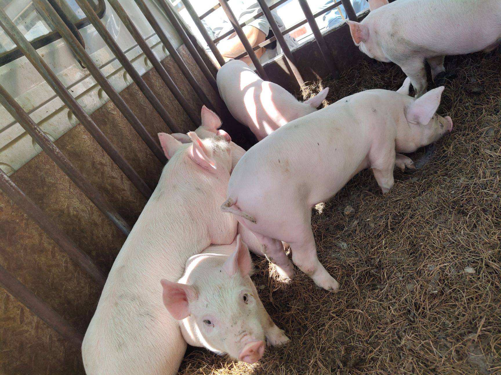 35天的小猪拉黄白痢怎么办,三十多天小猪拉黄白痢用什么药