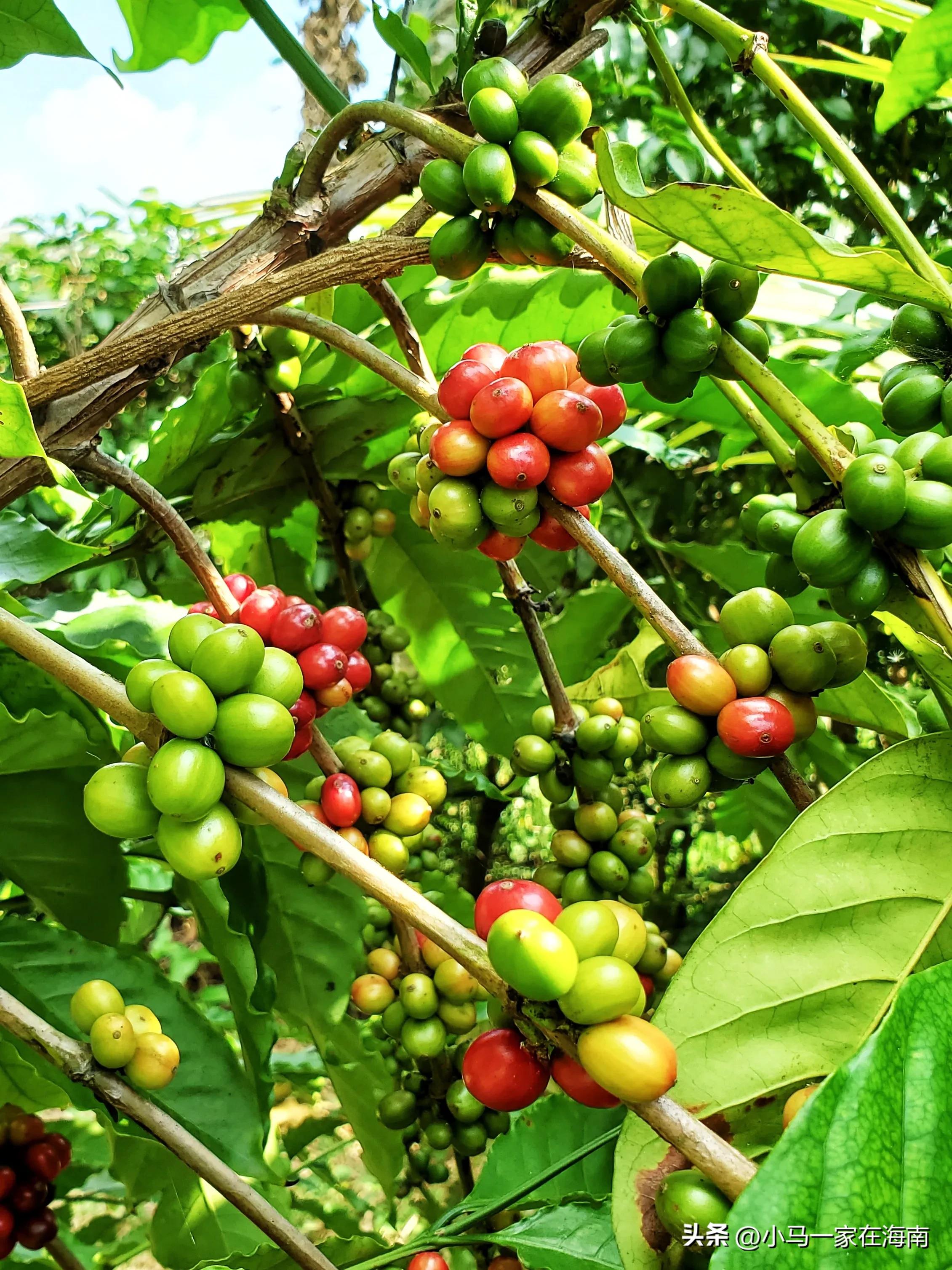 海南旅游必吃美食推荐,海南旅游必吃的当地特色美食
