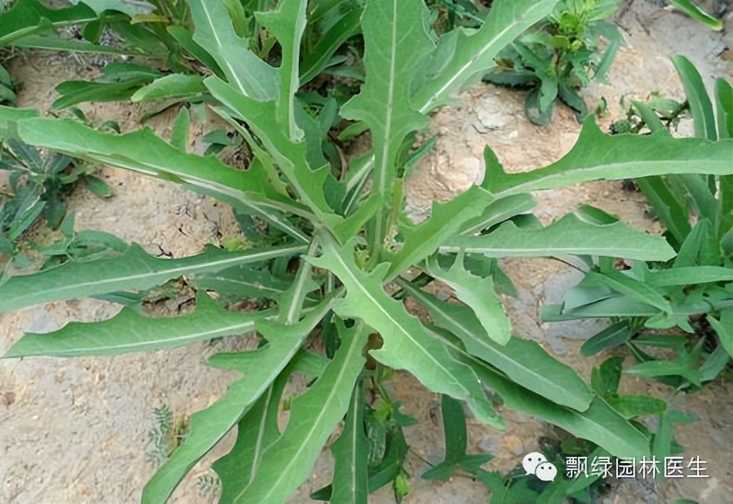 草坪杂草的防除方法,草坪杂草的物理防除