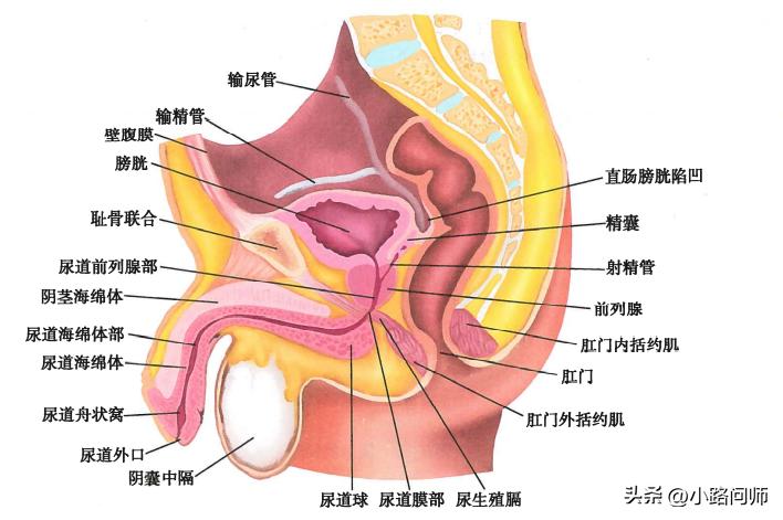 尿液是如何形成的知识点,尿液是如何形成的