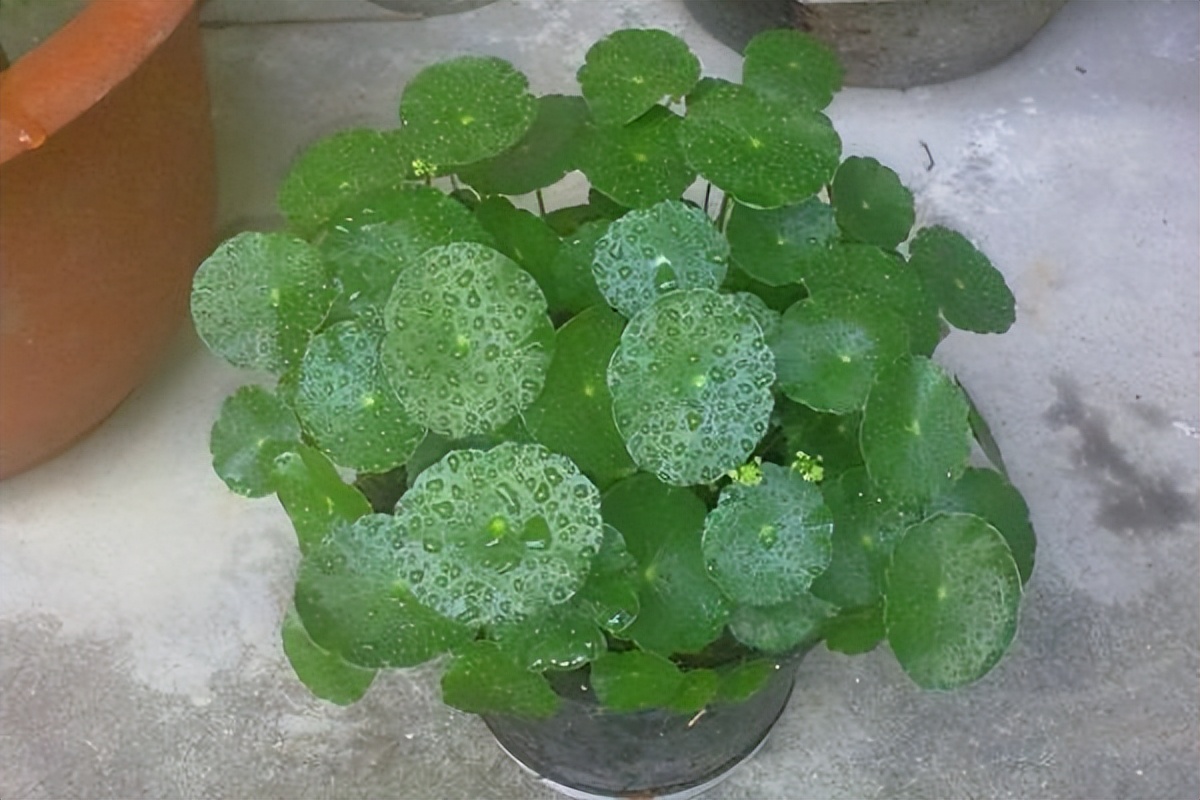 镜面草怎么养最好,镜面草小知识