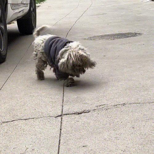 走失5个月的比熊身上还穿着棉袄,走失比熊回来了