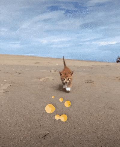 捡来的小橘把狗当妈妈,开始逐渐狗化,一起拆家、听指令、游泳…