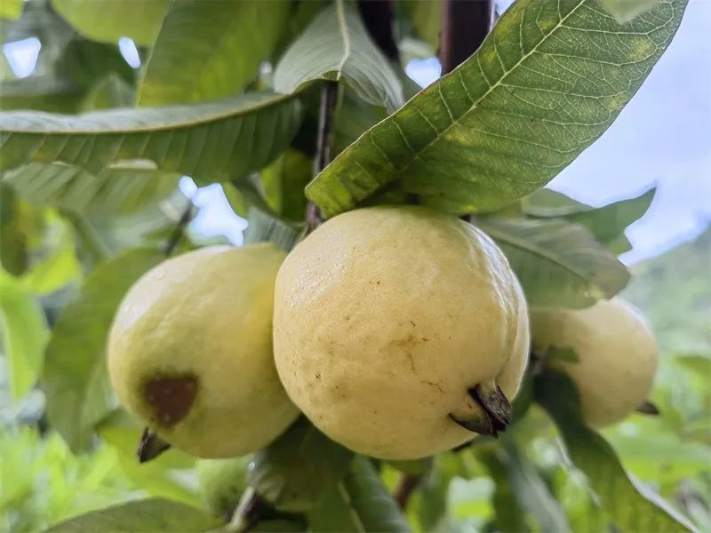 漫山遍野的野番石榴你吃过吗,小时候野生的番石榴