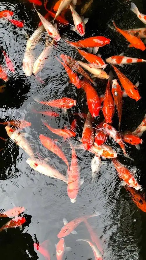 十种适合新手养的宠物鱼,哪些鱼能当宠物鱼养殖用