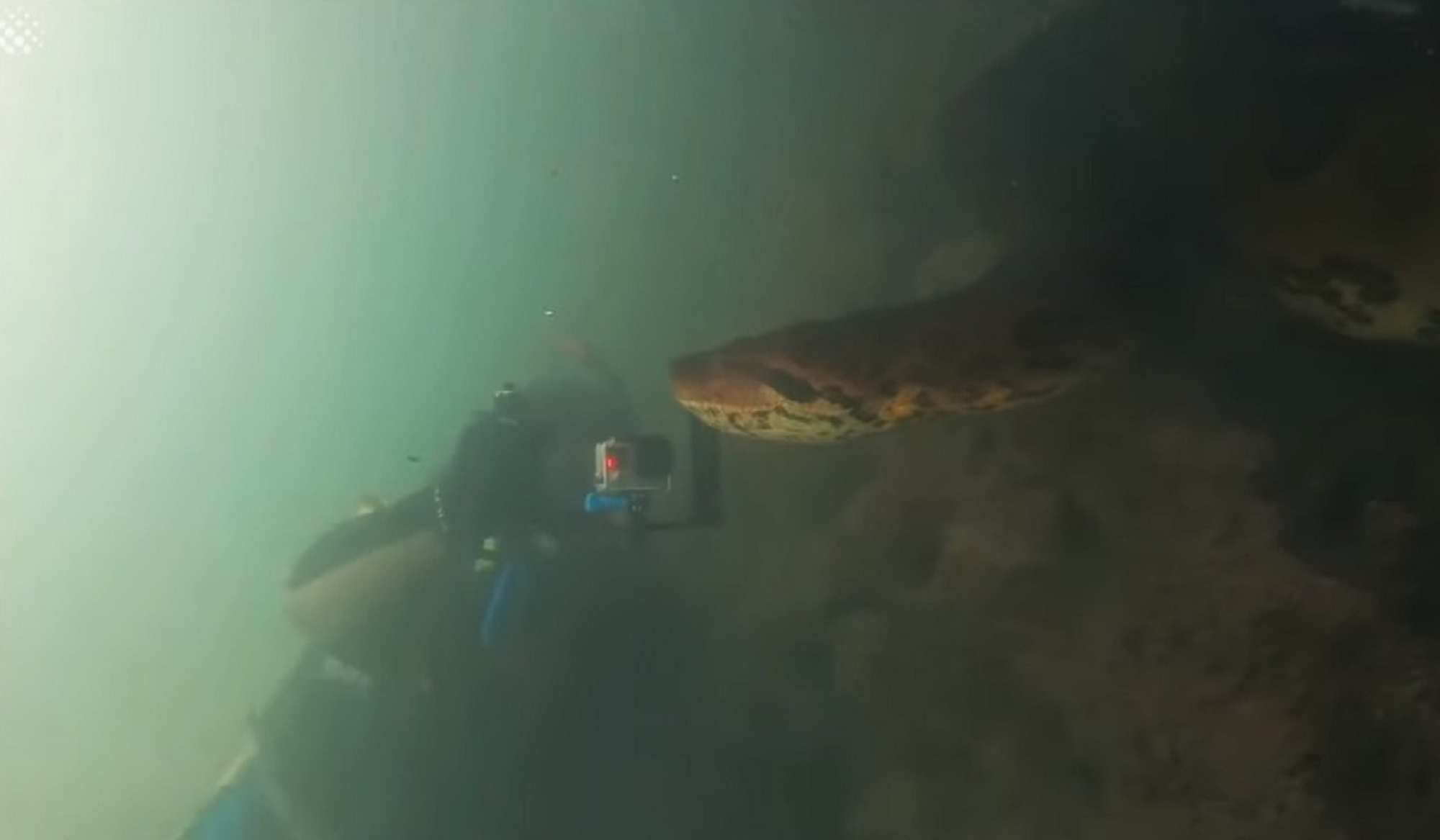 海洋巨蟒真实照片大全,海洋巨蟒真实图片大全