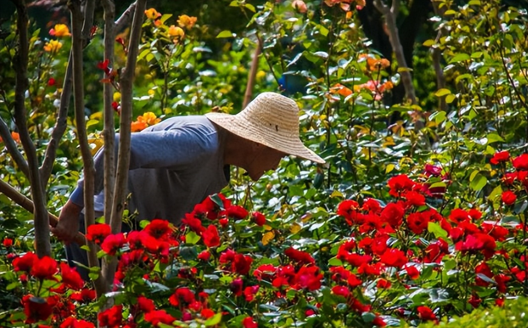 花圃工证考试与报名指南以及考试费用和职业发展介绍
