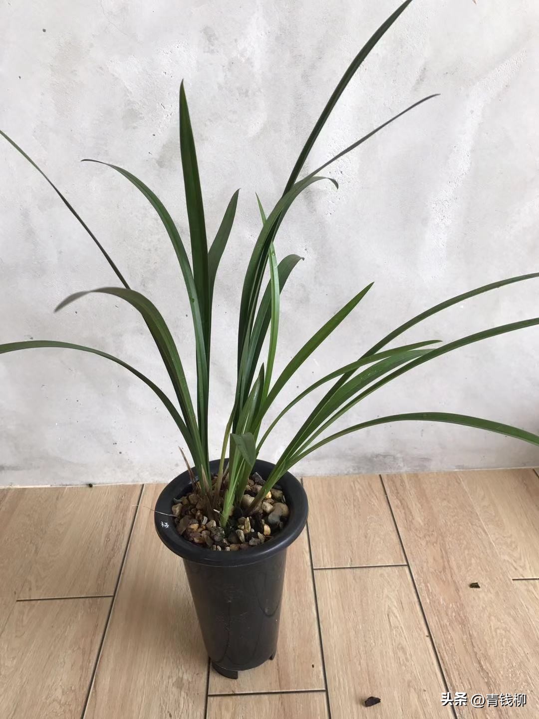 建兰如何分辨品种,如何挑选好兰苗