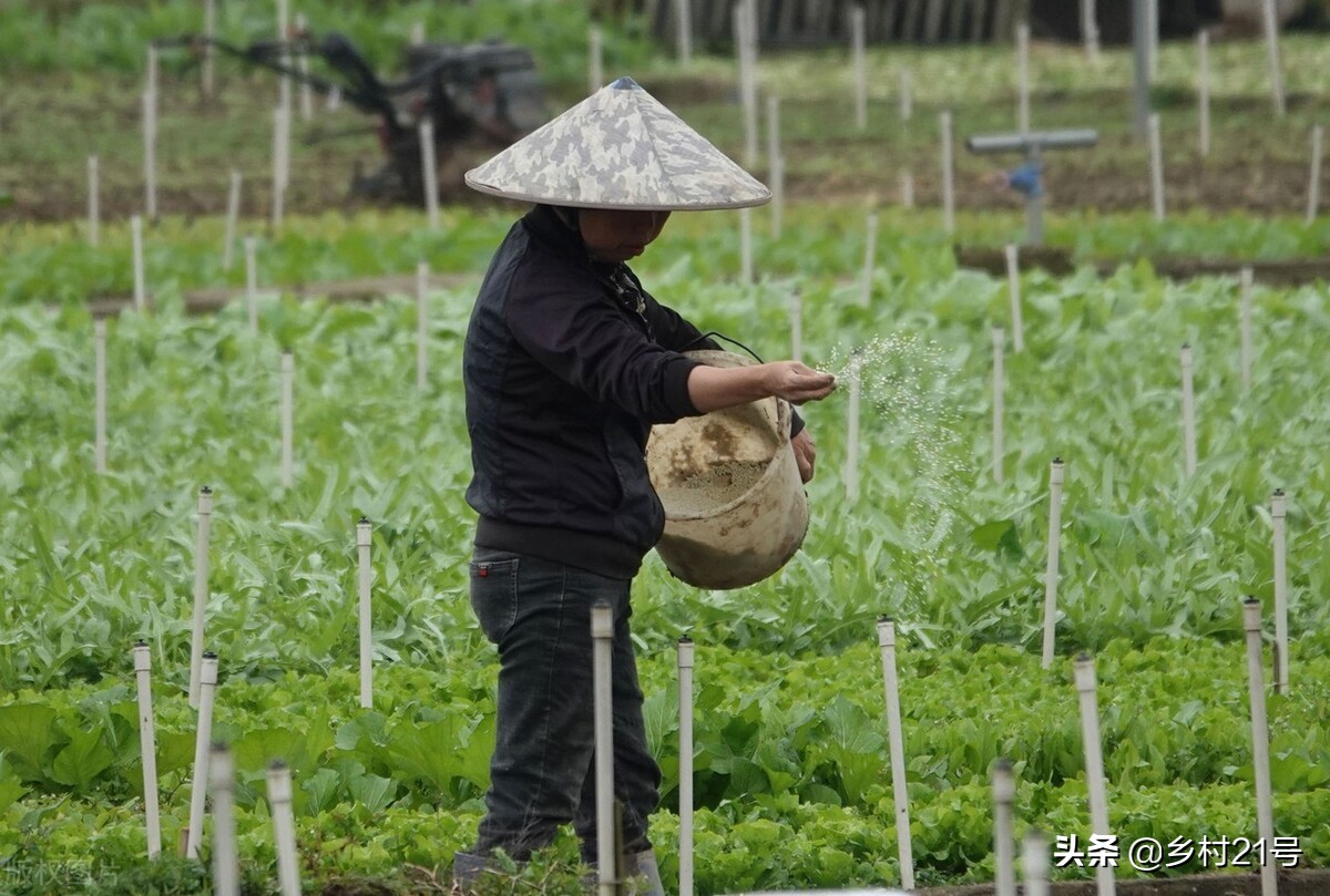 蔬菜种植尿素最佳施肥时间段,蔬菜施尿素的正确方法