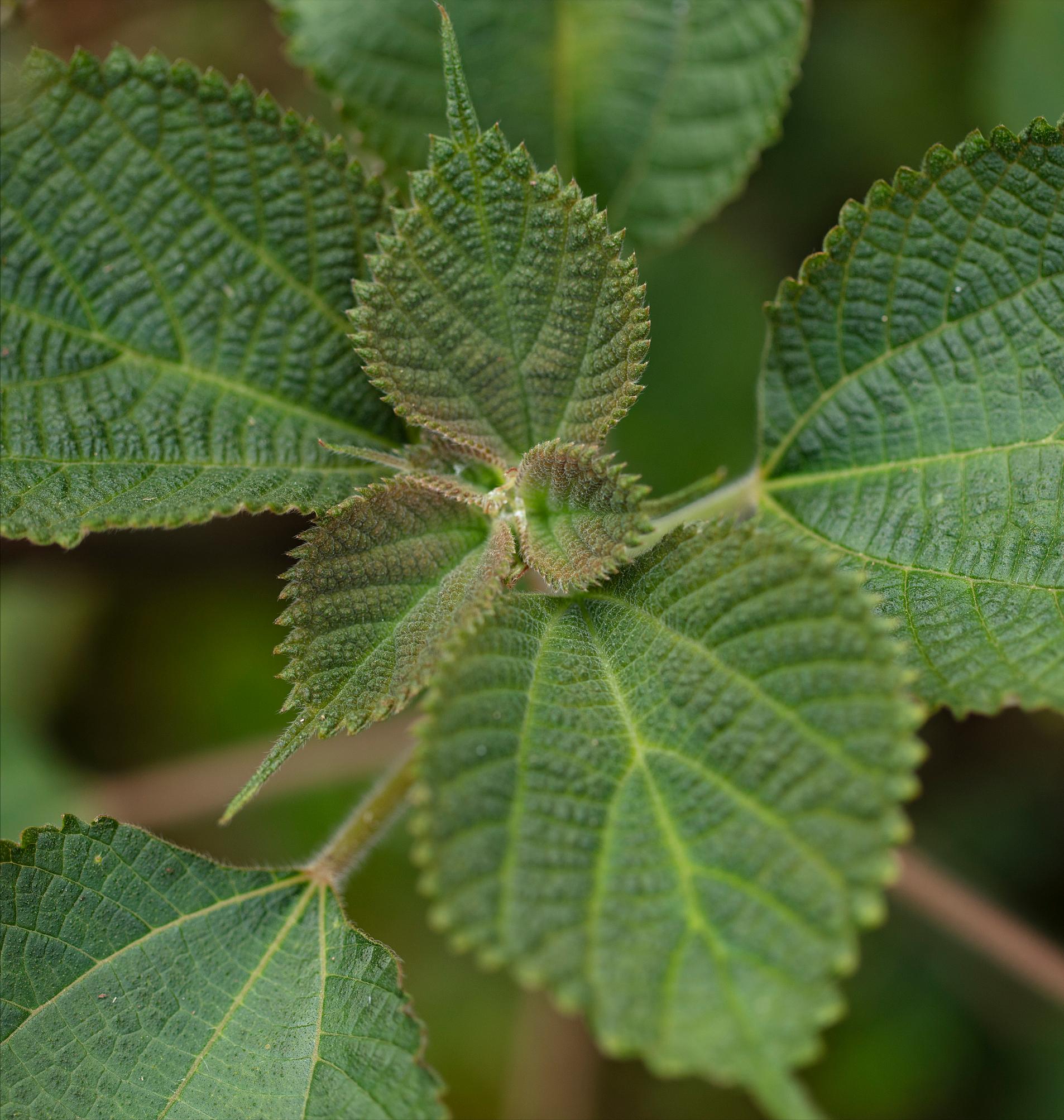 赵子建是谁,赵子建江西编导