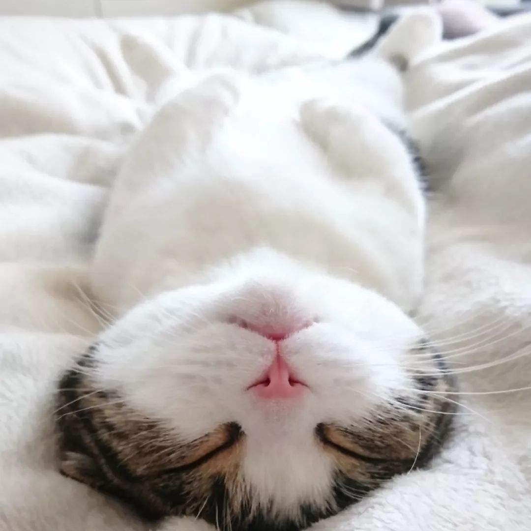 猫咪晚上跳到床上,猫咪床上睡觉