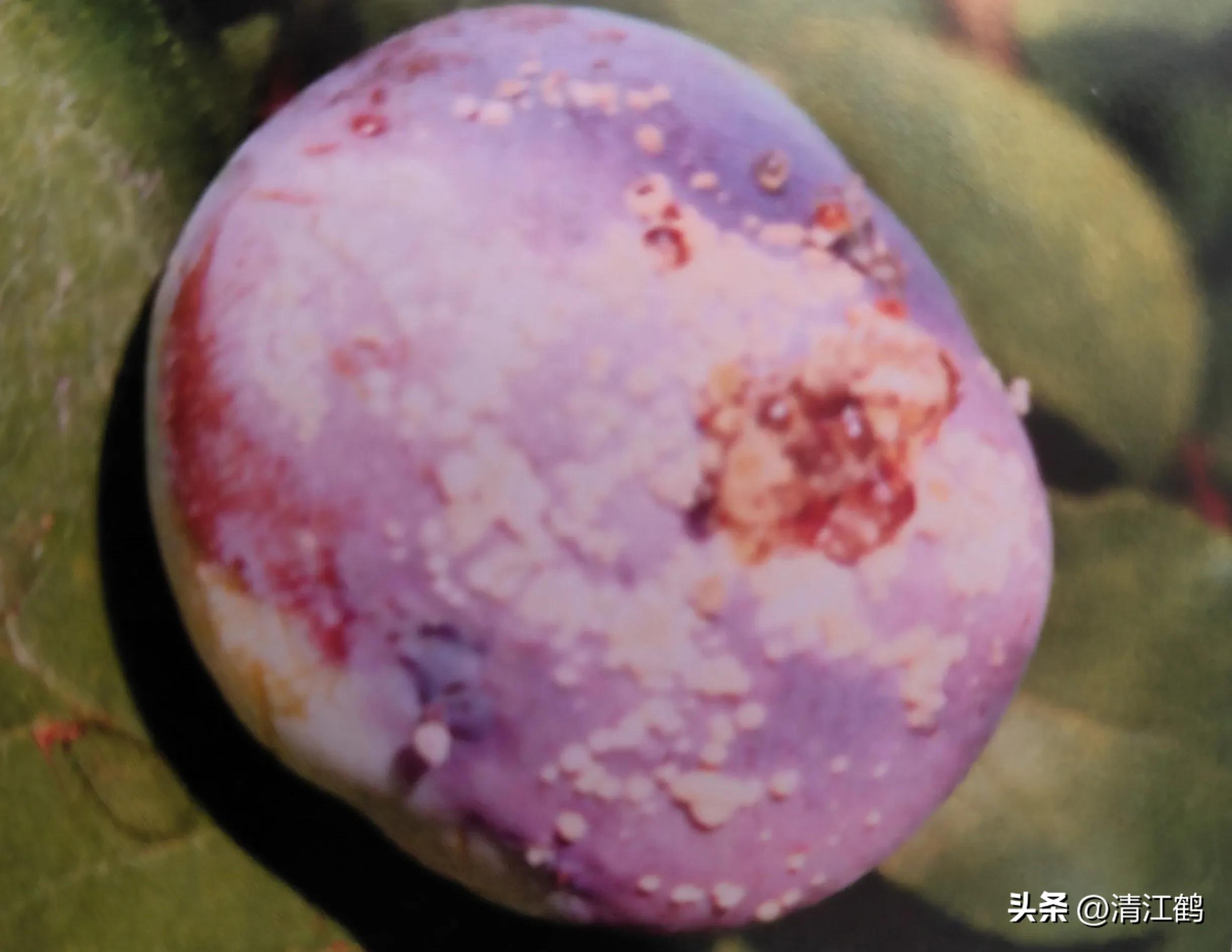 李子叶病害图片大全,李子树上白点是什么病害