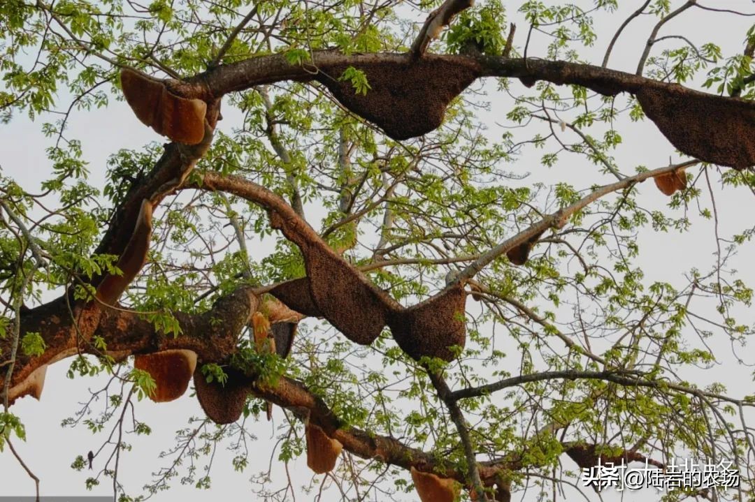 盘点市面五种常见蜂巢