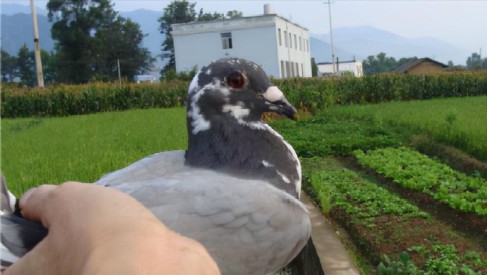 挤笼训练与单体训飞,图