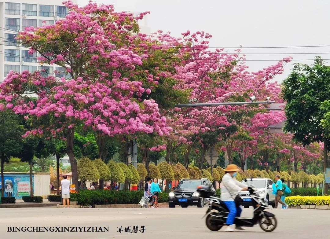 旅居海南：九所新区的浪漫情