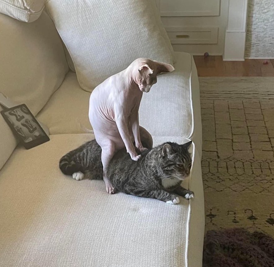 盘点那些奇怪的小猫咪搞笑的日常,盘点那些奇怪的小猫咪