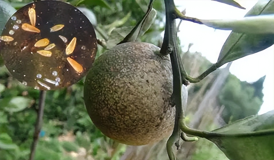 最新柑橘常见20种害虫认识与防治,柑橘常见虫害有哪些