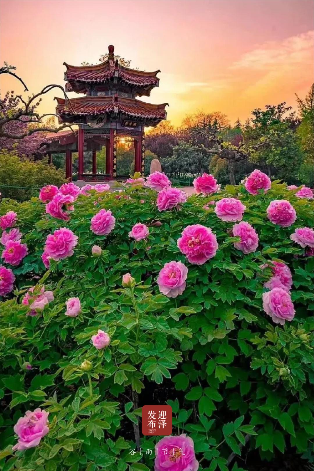 二十四节气之谷雨春光晓,24节气初夏的特点