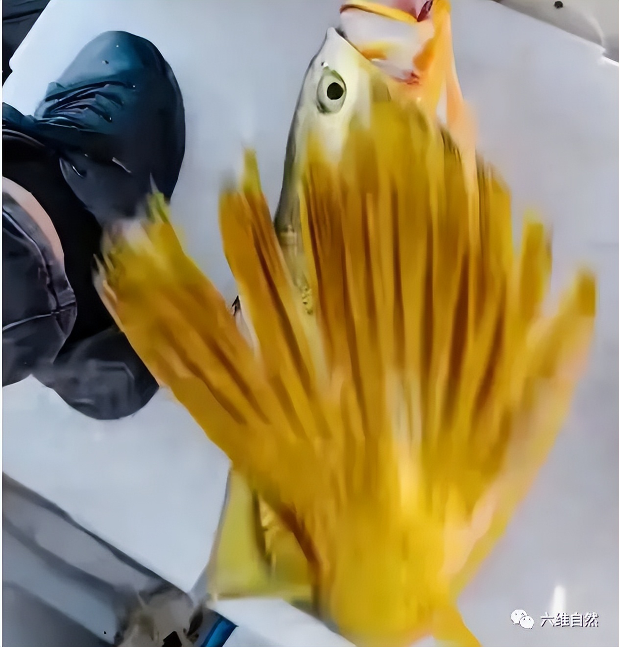 游客钓到野生大黄鱼全身金光闪闪,浙江钓友上野生三斤多大黄鱼