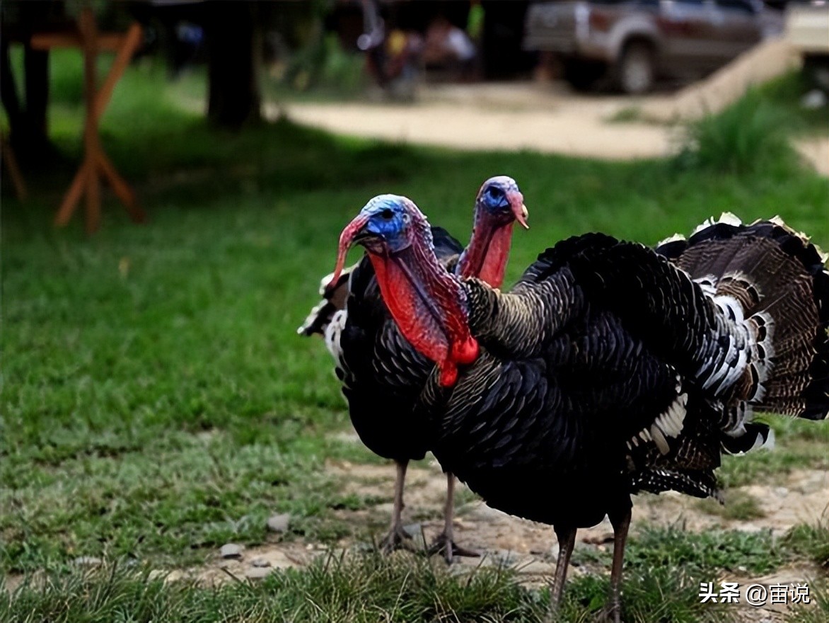 火鸡是否适应寒带地区养殖,火鸡养殖及营养价值