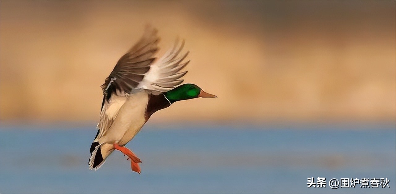 男子出门买早餐在绿化带迷路,男子出门买早餐在绿化带迷路三天