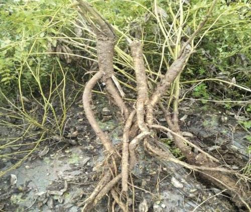 黄芪粗提物主要成分,黄芪的营养成分有哪些