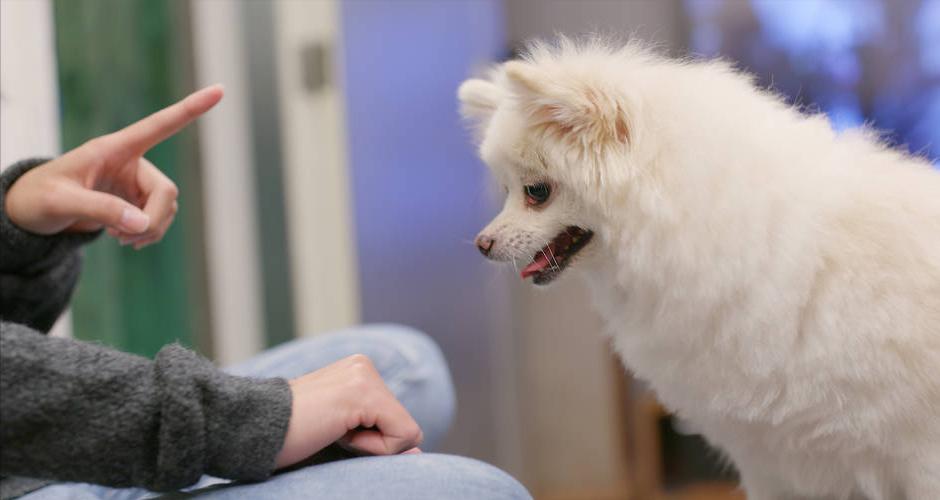 博美怎么养活,博美怎么养温顺不乱叫