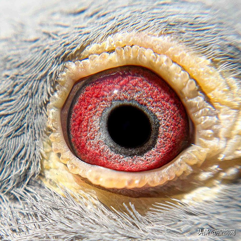 最新公棚鸽王冠军,维多利亚冠军鸽