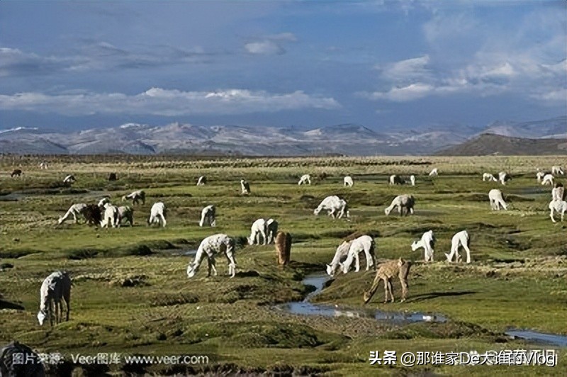 阿根廷世界杯经典视频,2010南非世界杯阿根廷马拉多纳