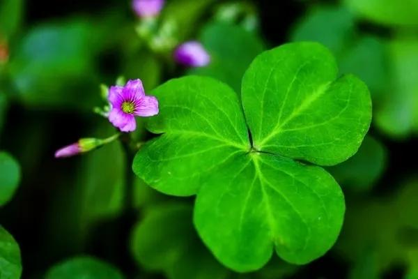 儿时的回忆斗鸡,童年的回忆骑牛视频