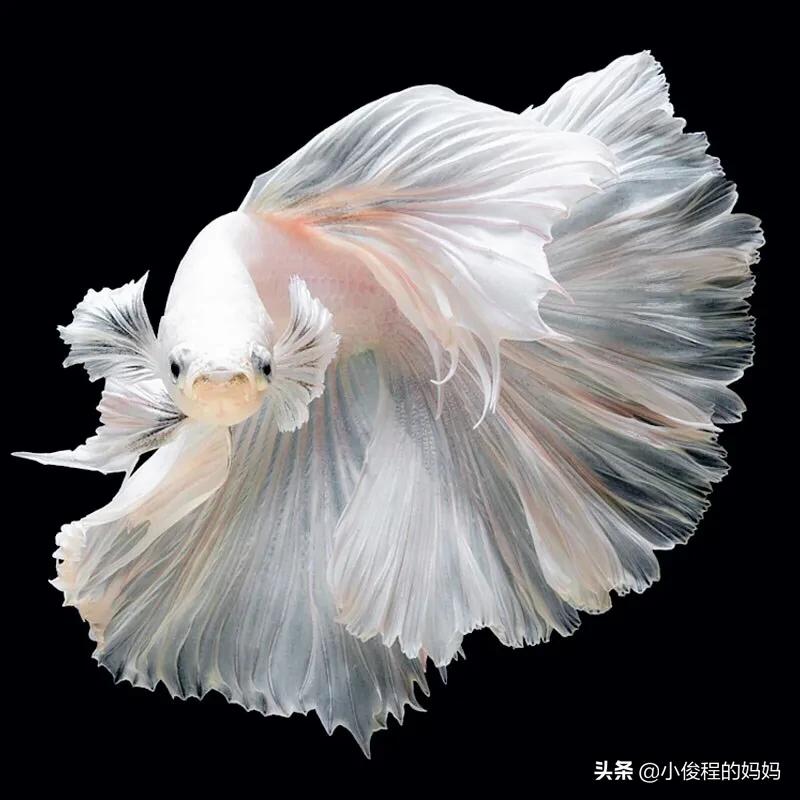 泰国斗鱼的图片大全集,泰国斗鱼公母混养