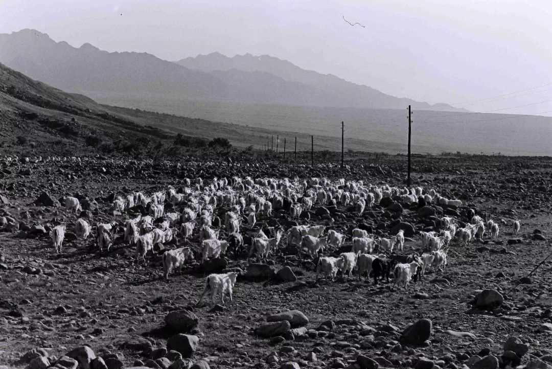 宁夏的羊肉全国最好吃,宁夏的羊肉怎么样