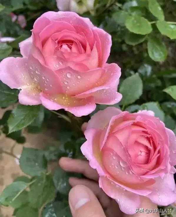 大花浓香勤花的月季品种,大花月季品种介绍大全图片及价格