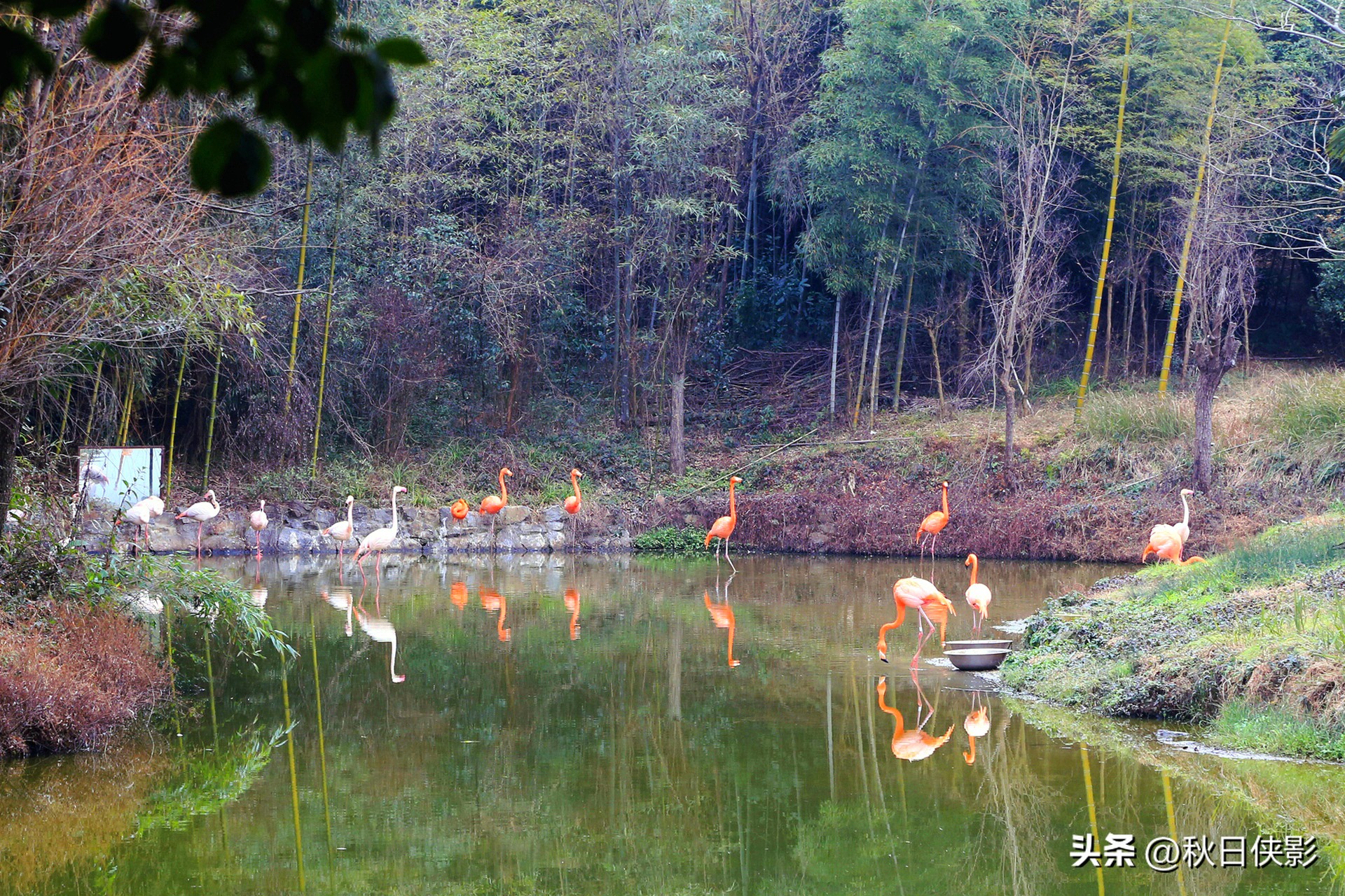 杭州野生动物世界自驾游攻略,杭州野生动物世界自驾还是步行好