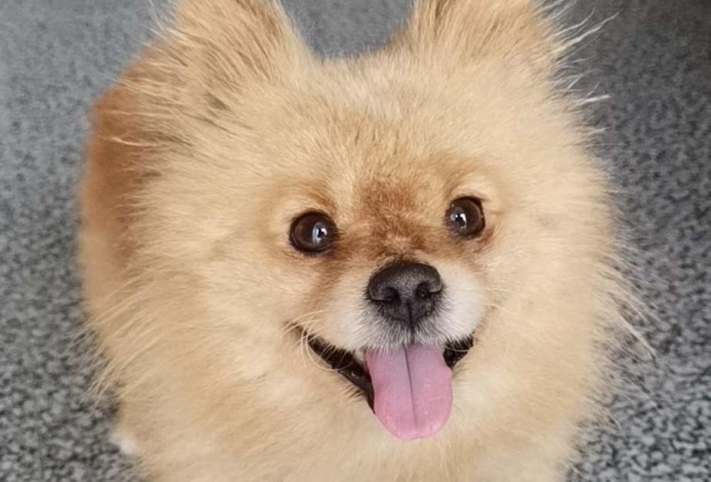 博美肠胃怎么护理视频,博美犬日常饮食