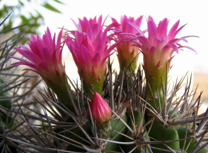 家中植物风水禁忌大全,家里养花对夫妻关系风水的讲究