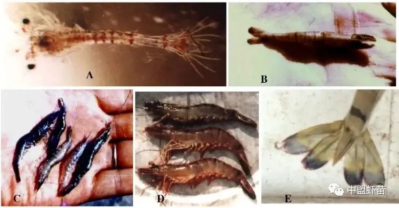 弧菌种类,弧菌大全