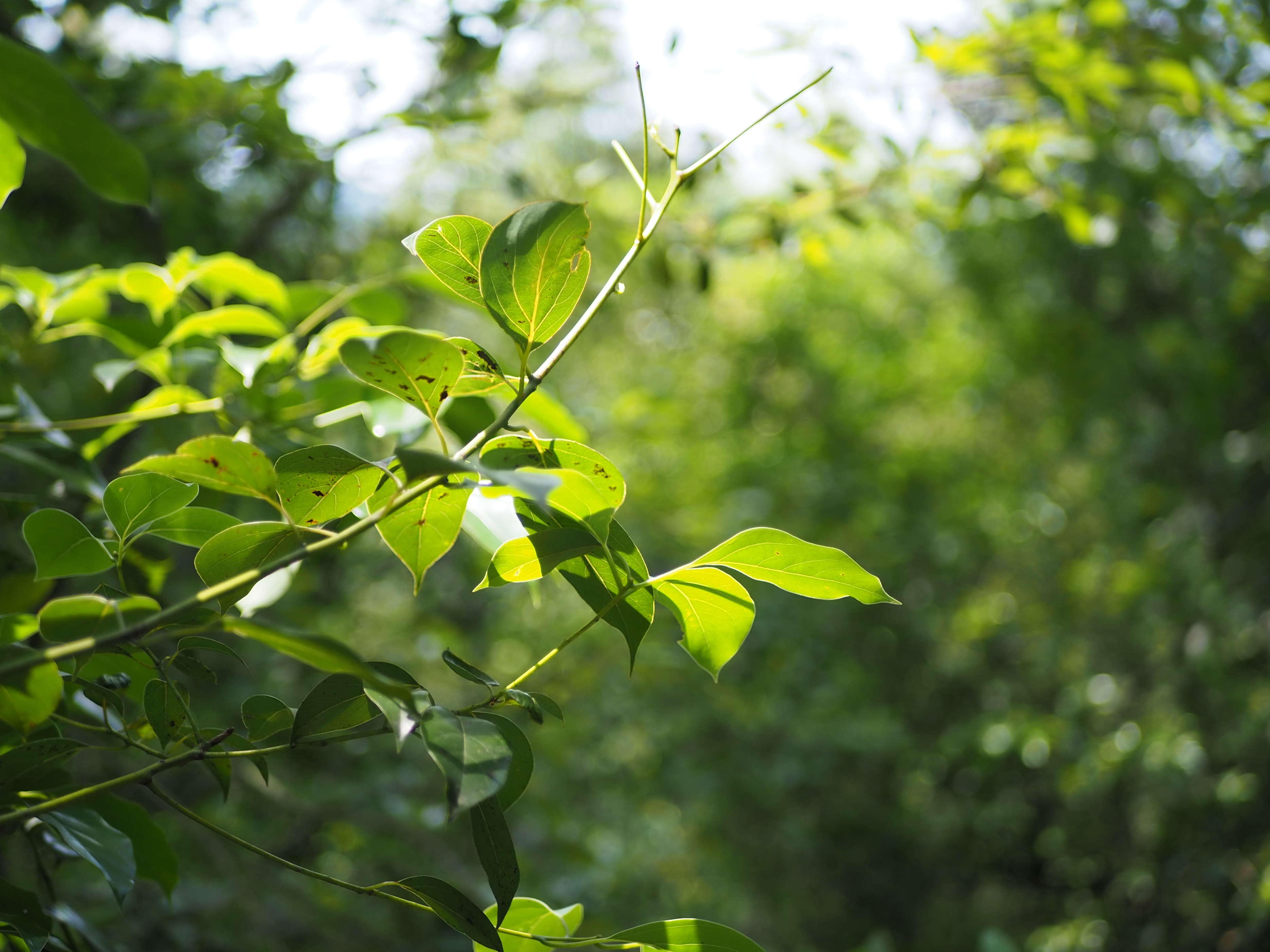 松下25mmF1.7样张赏析，看看画质、锐度如何？
