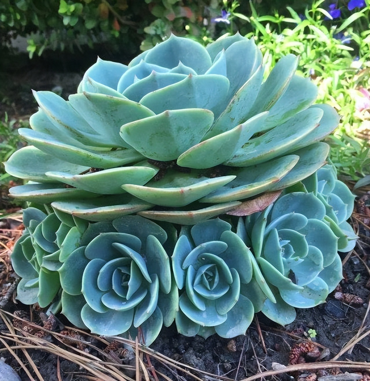 美丽的大自然的作文,美丽的大自然现代诗