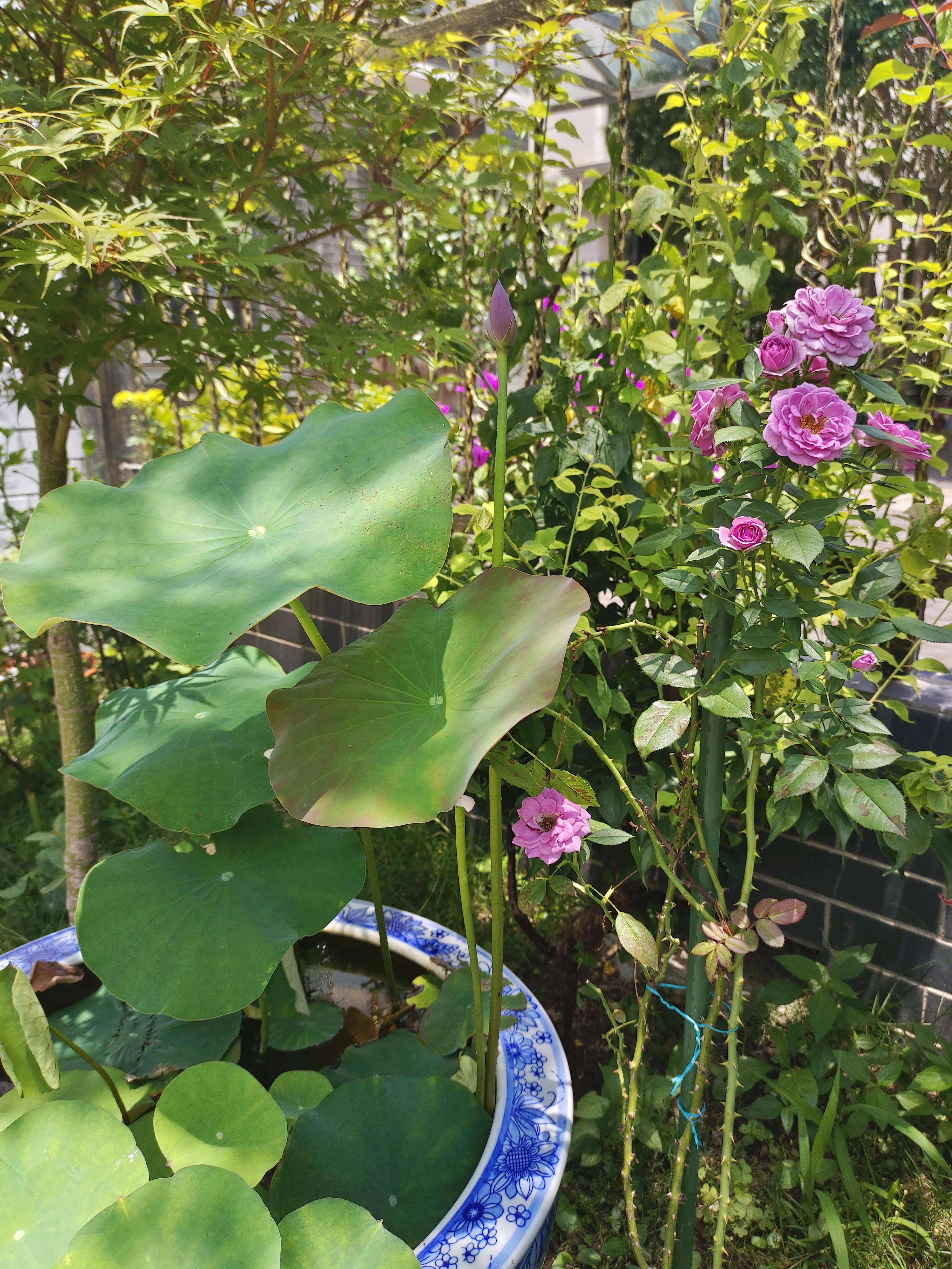 夏天，荷叶，葡萄，草坪，园子里的清凉搭配