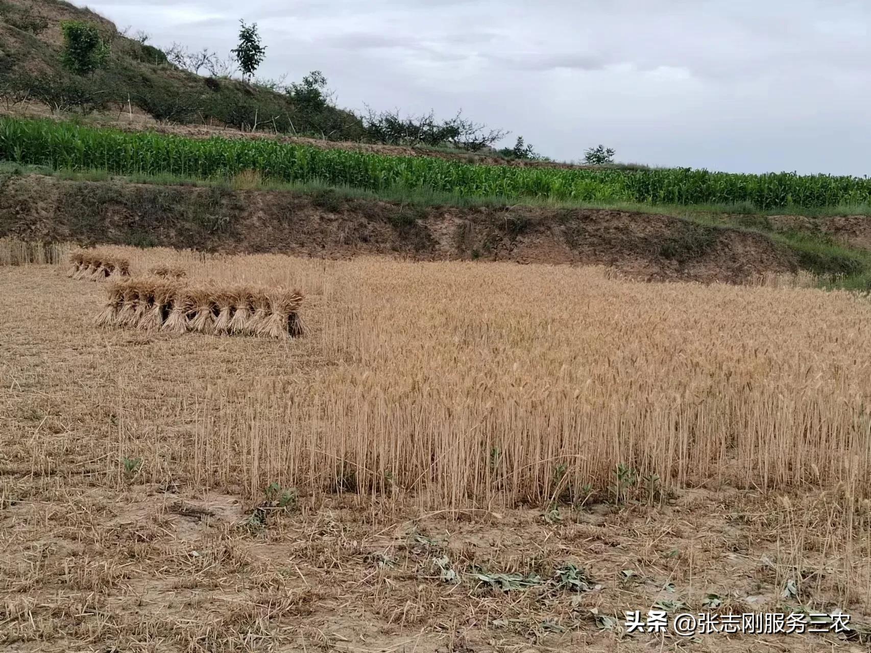 中年的自己更觉得为人父母的艰辛,成年人的压力和生活的不易文案