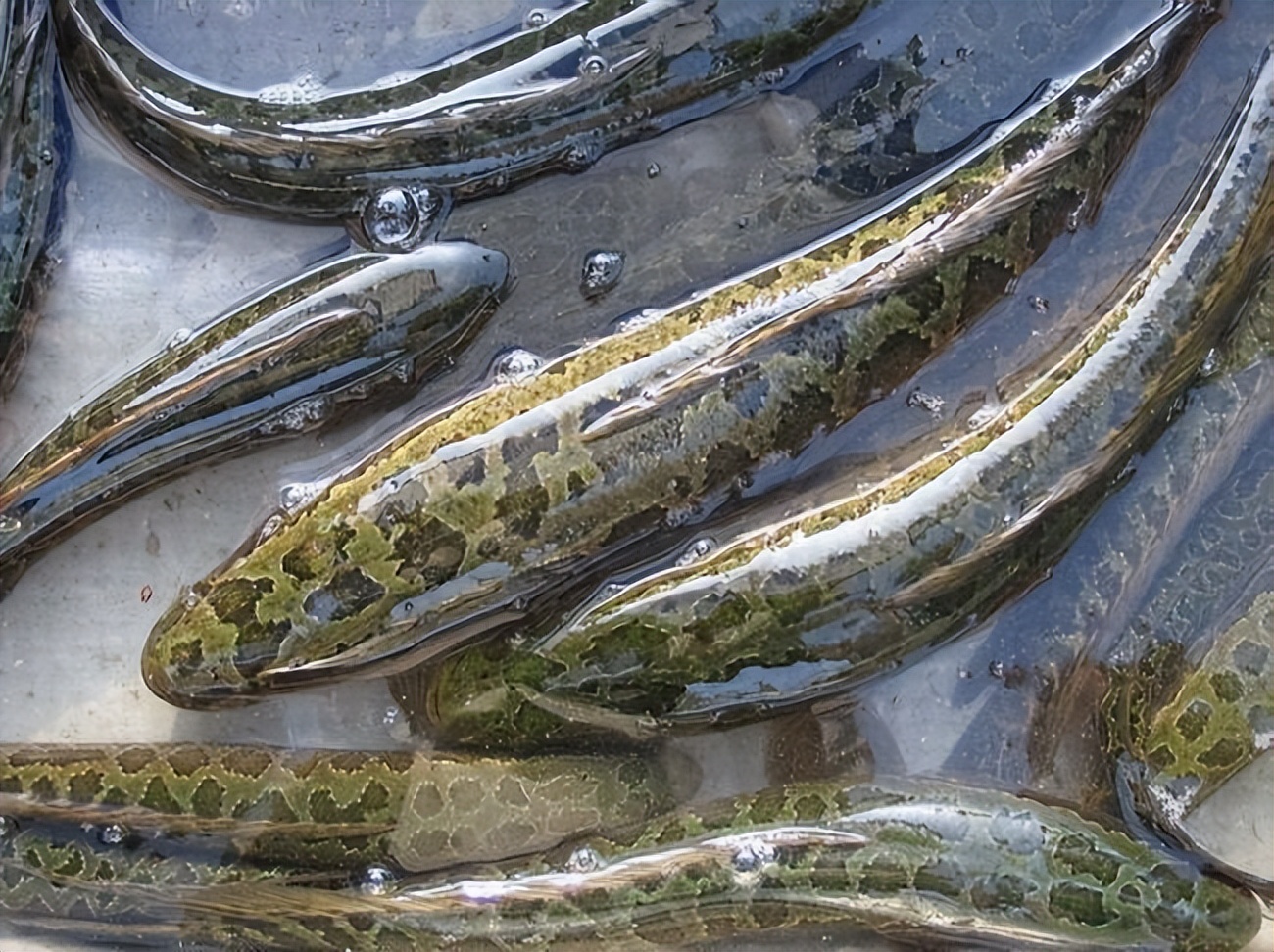 林老板煮鱼,林老板鸡鸭鱼视频