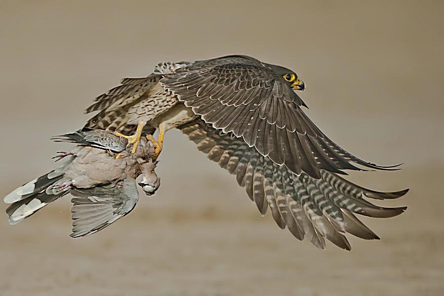 数据分析和数字化转型,数据分析师的核心竞争力有哪些