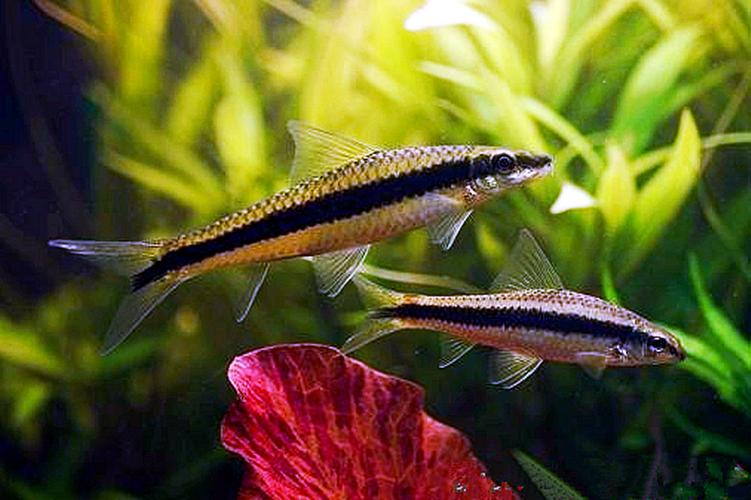 鱼缸养鱼需要准备哪些工具,适合鱼缸饲养的小型鱼