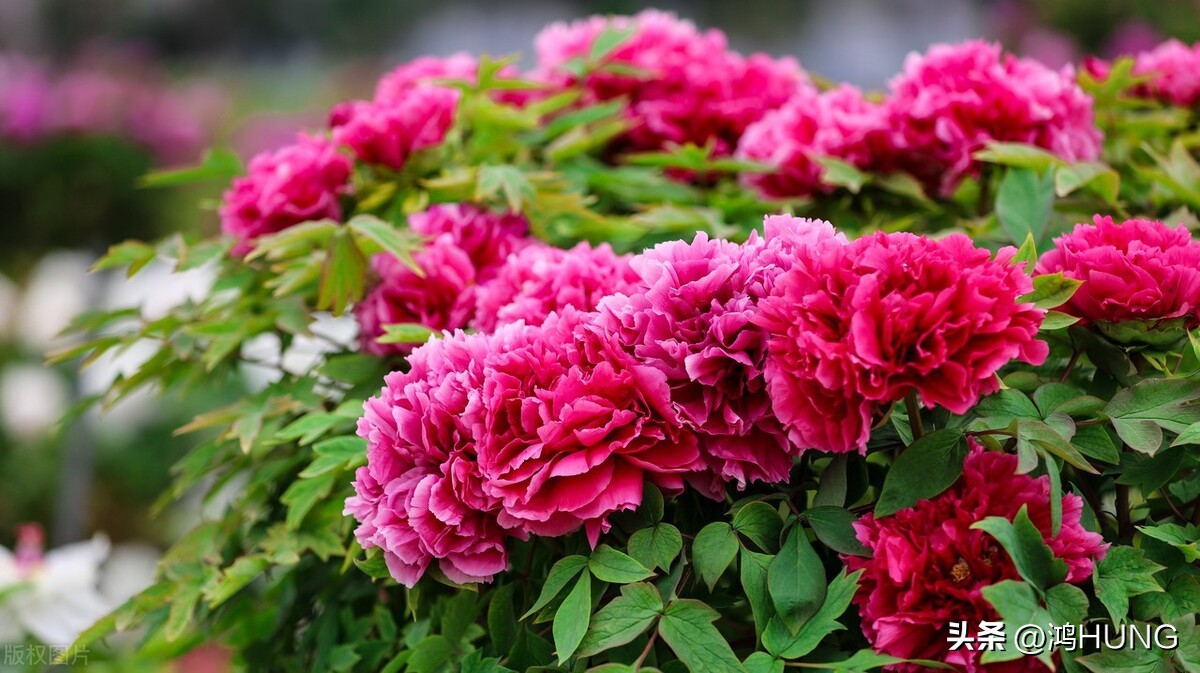 写牡丹花的诗句古诗大全,描写牡丹的诗句古诗